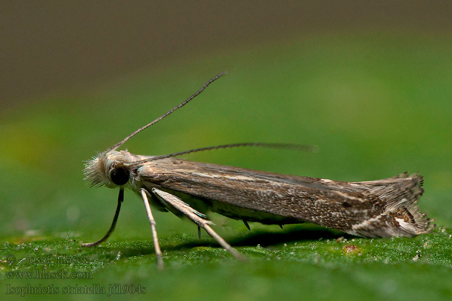 Isophrictis striatella