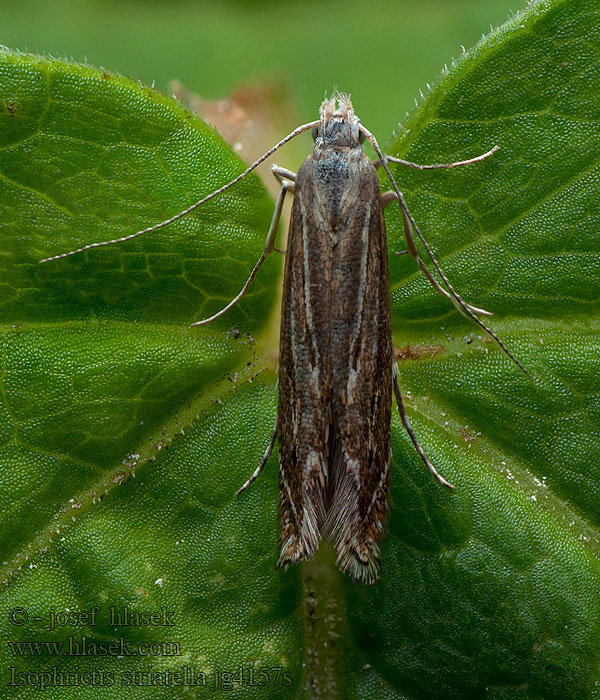 Isophrictis striatella