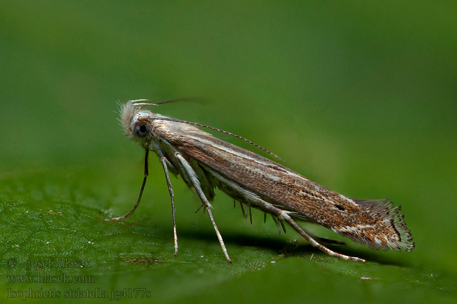 Isophrictis striatella