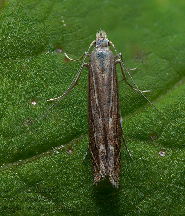 Isophrictis striatella White-border Neb Psota prúžkovaná