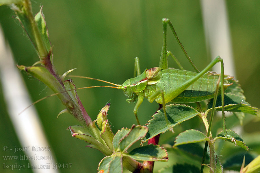 Krauss's bush cricket Duits propje Kobylka Kraussova