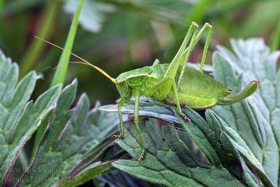 Isophya kraussii Kobylka Krausova Gemeine Plumpschrecke