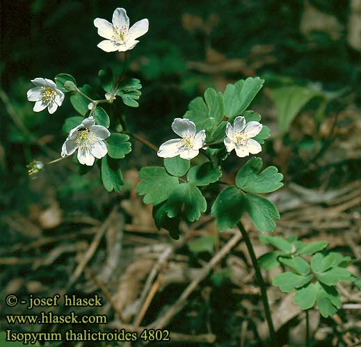 Isopyrum thalictroides Rue leaved isopyrum Isopyre faux pigamon