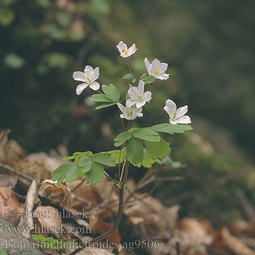 Isopyrum thalictroides изопирум Равноплодник европейский Polžarka