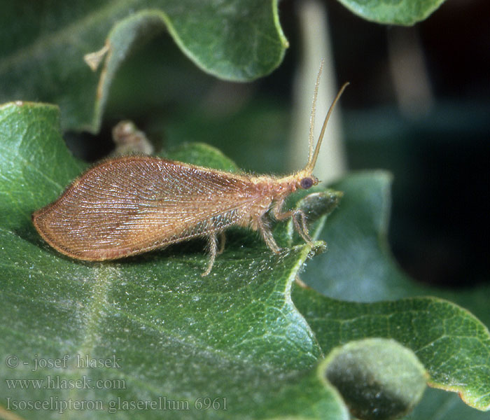 Isoscelipteron glaserellum Berotha glaserella