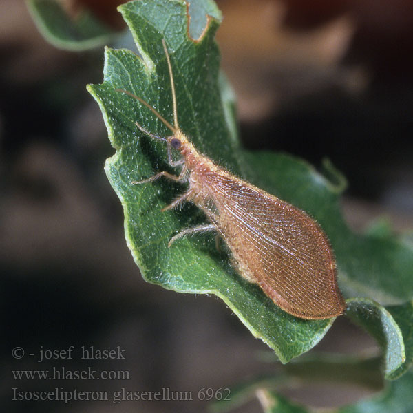 Berotha glaserella Isoscelipteron glaserellum