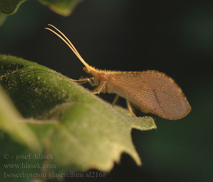 Berotha glaserella Isoscelipteron glaserellum