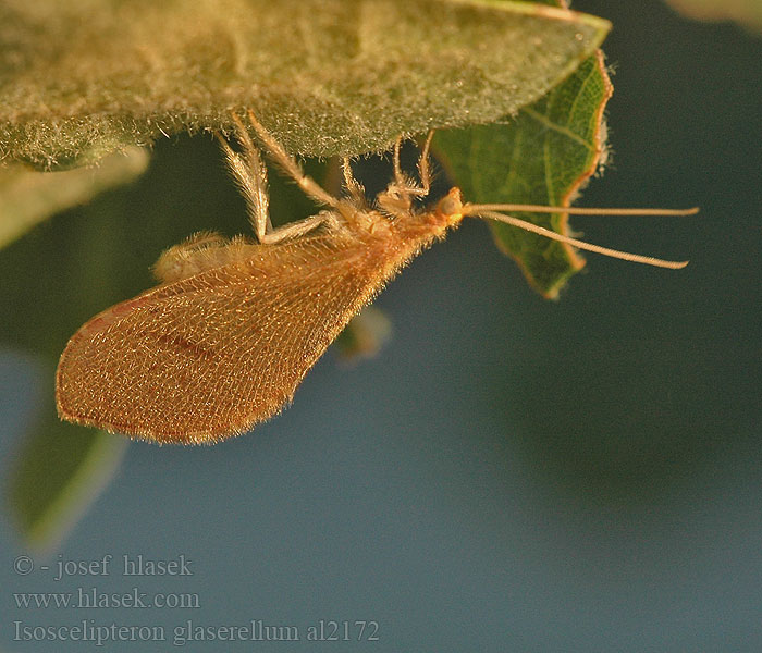 Berotha glaserella Isoscelipteron glaserellum