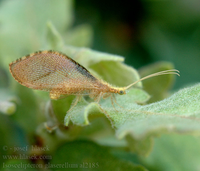 Berotha glaserella Isoscelipteron glaserellum