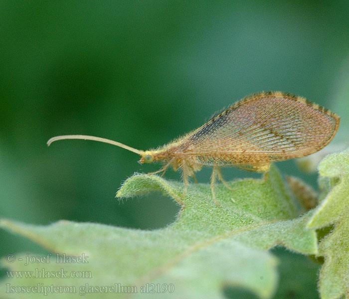 Isoscelipteron glaserellum Berotha glaserella