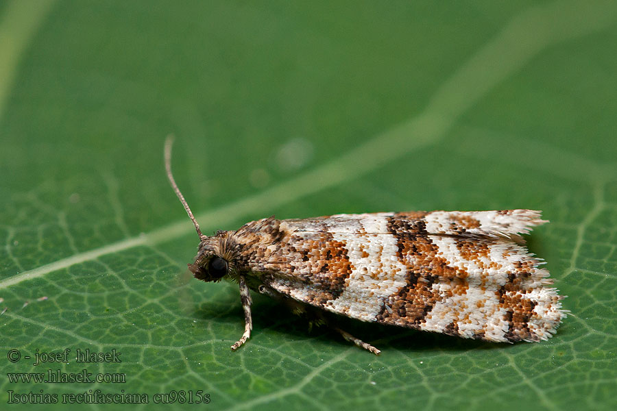 Isotrias rectifasciana Hedge Shade V-bandbladroller