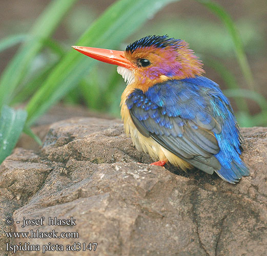 Ispidina picta Alcedo Ceyx pictus Pygmy-Kingfisher African Pygmy Kingfisher Martin-pêcheur pygmée Afrikaanse dwergijsvogel Martin Pescatore Pigmeo Africano Natalzwergfischer Zwergkönigsfischer Zimorodek malutki Ledňáček trpasličí Martín Pescador Pigmeo Africano Afrikansk Dværgisfugl Afrikanpikkukalastaja ヒメショウビン Pica-peixe-pigmeu Карликовый зимородок африканский крошечный Dwergvisvanger Kisharifu Tshololwana iNhlunuyamanzi Pygmeisfugl Pygméisfugl