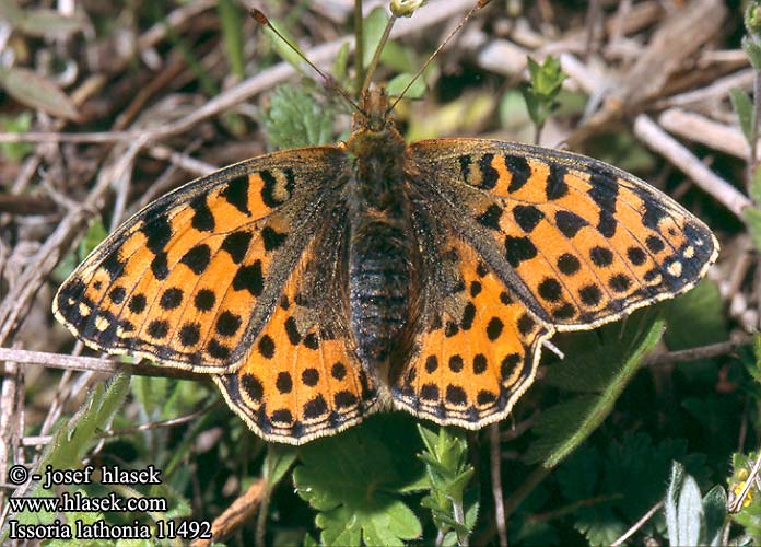 Kleiner Perlmutterfalter Silbriger-Perlmutterfalter