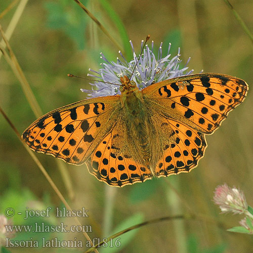 Issoria lathonia Queen Spain Fritillary Helmihopeatäplä