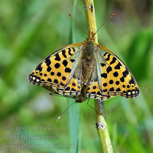 Queen Spain Fritillary Helmihopeatäplä Petit Nacré Közönséges