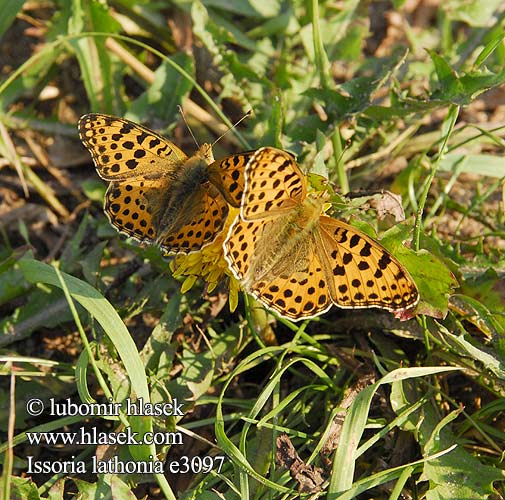 Issoria lathonia Kleiner Perlmutterfalter Silbriger-Perlmutterfalter