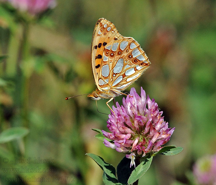 Queen Spain Fritillary Issoria lathonia