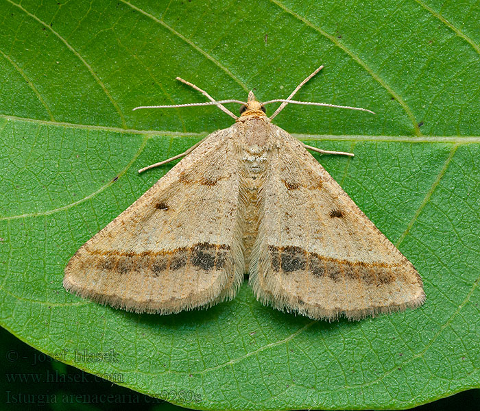 Isturgia arenacearia Пяденица луговая жёлтая Witalnik piaskowiak