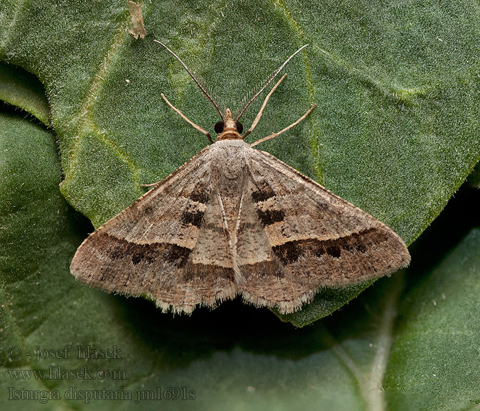 Isturgia disputaria