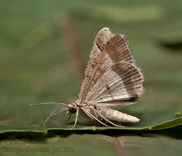 Isturgia disputaria