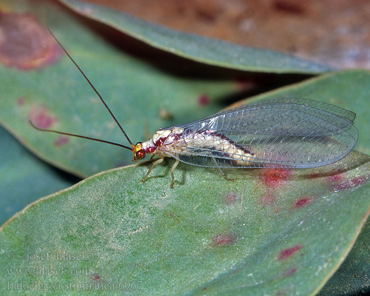 Italochrysa stigmatica