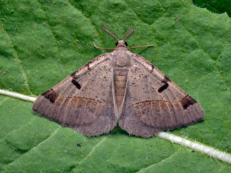 Itame vincularia