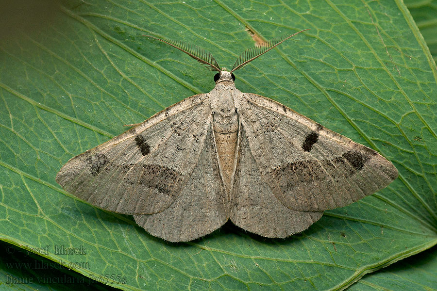 Itame vincularia
