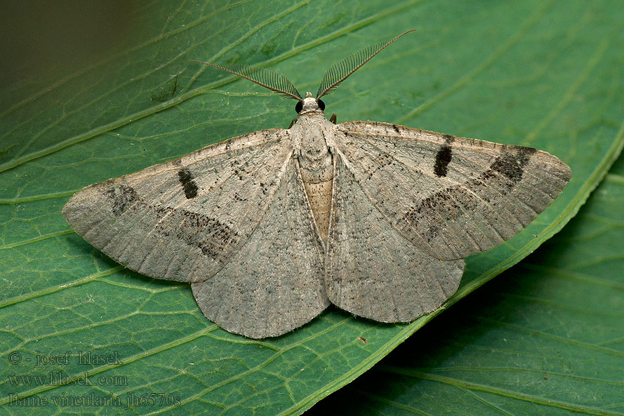 Itame vincularia