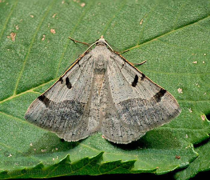 Itame vincularia