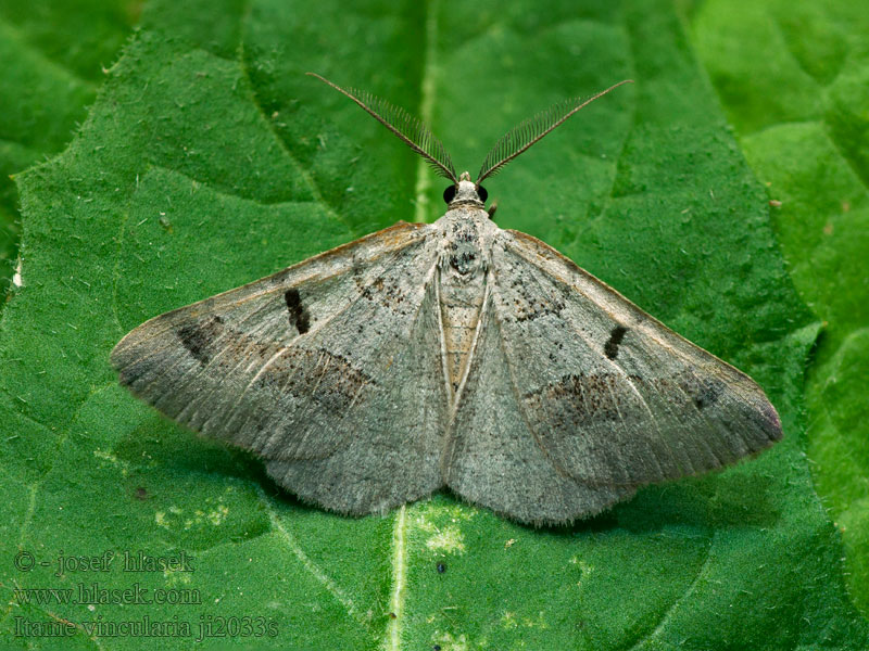 Itame vincularia