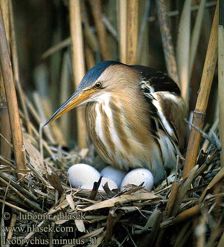 Ixobrychus minutus Little Bittern Zwergdommel Zwergreiher