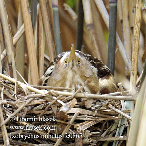 Little Bittern Zwergdommel Zwergreiher Blongios nain Avetorillo Común