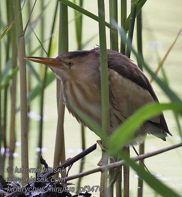 Ixobrychus minutus