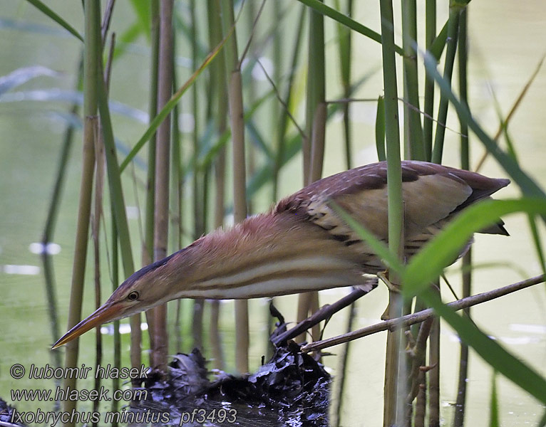 Ixobrychus minutus