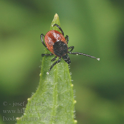 Ixodes ricinus ab4182