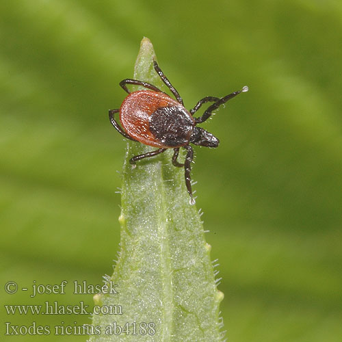 Ixodes ricinus ab4188