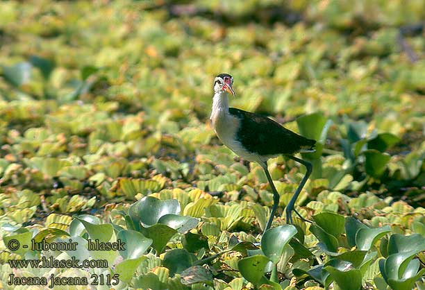 Jacana jacana Wattled jacana Nothern Jacana noir Gallito Agua Jacana Centroamericana Ostnák jihoamerický trnitý Leljacana Gelbstirn-Blatthühnchen Nordlig Jacana Amerikanjassana Jacana spinosa アメリカレンカク Dlugoszpon krasnoczelny Jaçanã Якана североамериканская желтолобая Centralamerikansk jacana Jakana červenočelá Gulpannebladhøne