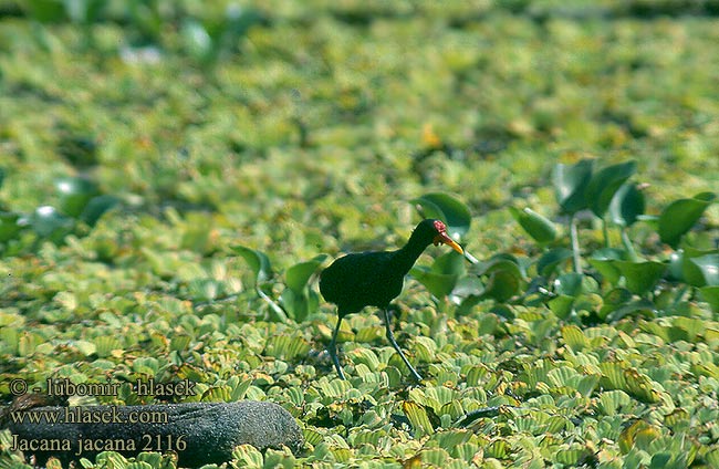 Ostnák jihoamerický trnitý Leljacana Gelbstirn-Blatthühnchen Nordlig Jacana Amerikanjassana Jacana spinosa アメリカレンカク Dlugoszpon krasnoczelny Jaçanã Якана североамериканская желтолобая Centralamerikansk jacana Jakana červenočelá Gulpannebladhøne Jacana jacana Wattled jacana Nothern Jacana noir Gallito Agua Jacana Centroamericana