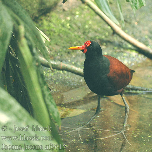 Jacana jacana af6615