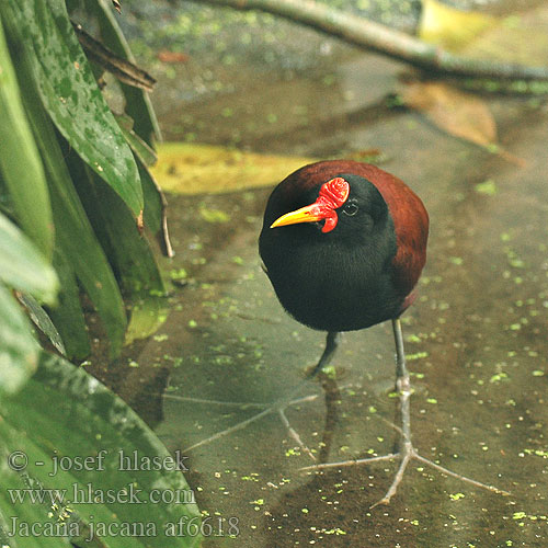 Jacana jacana af6618