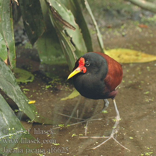 Centralamerikansk jacana Jakana červenočelá Gulpannebladhøne Jacana jacana Wattled jacana Nothern Jacana noir Gallito Agua Jacana Centroamericana Ostnák jihoamerický trnitý Leljacana Gelbstirn-Blatthühnchen Nordlig Jacana Amerikanjassana Jacana spinosa アメリカレンカク Dlugoszpon krasnoczelny Jaçanã Якана североамериканская желтолобая