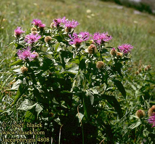 Jacea phrygia Wig knapweed Fjer-knopurt Nurmikaunokki Centaurée une tete