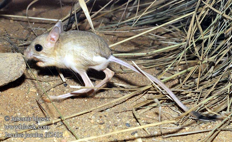 Jaculus jaculus Lesser Egyptian Jerboa جربوع صغير Tarbík egyptský Wüstenspringmäuse Jerbo Egipto Aavikkorotta Ökenspringråtta 非洲跳鼠 Egyiptomi ugróegér Jerbu Ørkenspringrotte Petite Gerboise Egypte désert או- ירבוע גדול Woestijn springmuis Gerboa Deserto 1トビネズミ Skoczek pustynny Песчаный тушканчик пустынный восточный Soarecele saritor desert mic Тушканчик малий єгипетський