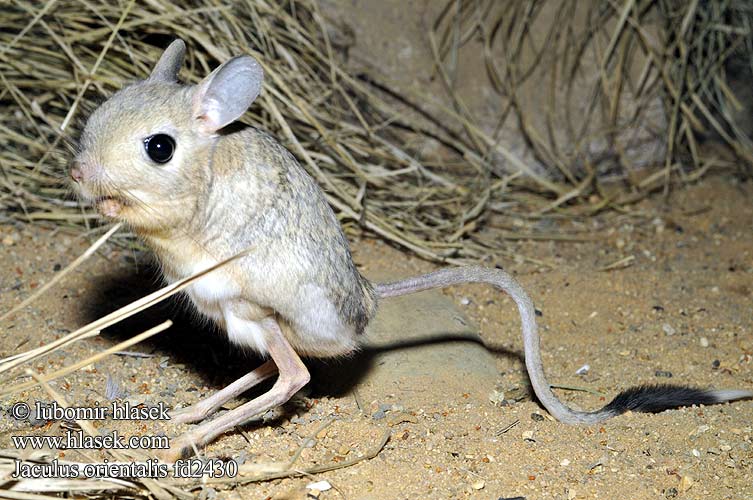 Jaculus orientalis Greater Egyptian Jerboa Grande gerboise Tarbík východní velký Stor ørkenspringmus Gerboise désert ירבועיים Grote woestijnspringmuis Reuzen オオミユビトビネズミ Nagy ugróegér Große Wüstenspringmaus Egipski skoczek pustynny Тушканчик восточный Canguro enano Cangurito desierto Afrikanska pygmémöss