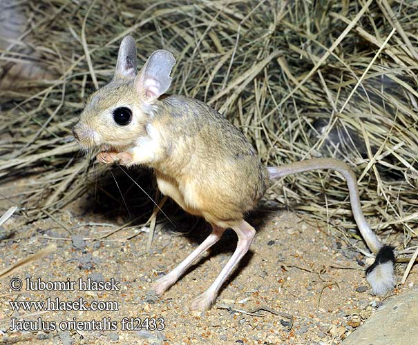 Tarbík východní velký Stor ørkenspringmus Gerboise désert ירבועיים Grote woestijnspringmuis Reuzen オオミユビトビネズミ Nagy ugróegér Große Wüstenspringmaus Egipski skoczek pustynny Тушканчик восточный Canguro enano Cangurito desierto Afrikanska pygmémöss Jaculus orientalis Greater Egyptian Jerboa Grande gerboise