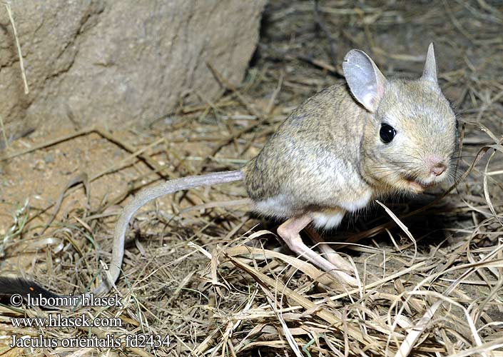 Grote woestijnspringmuis Reuzen オオミユビトビネズミ Nagy ugróegér Große Wüstenspringmaus Egipski skoczek pustynny Тушканчик восточный Canguro enano Cangurito desierto Afrikanska pygmémöss Jaculus orientalis Greater Egyptian Jerboa Grande gerboise Tarbík východní velký Stor ørkenspringmus Gerboise désert ירבועיים