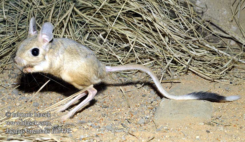 Große Wüstenspringmaus Egipski skoczek pustynny Тушканчик восточный Canguro enano Cangurito desierto Afrikanska pygmémöss Jaculus orientalis Greater Egyptian Jerboa Grande gerboise Tarbík východní velký Stor ørkenspringmus Gerboise désert ירבועיים Grote woestijnspringmuis Reuzen オオミユビトビネズミ Nagy ugróegér