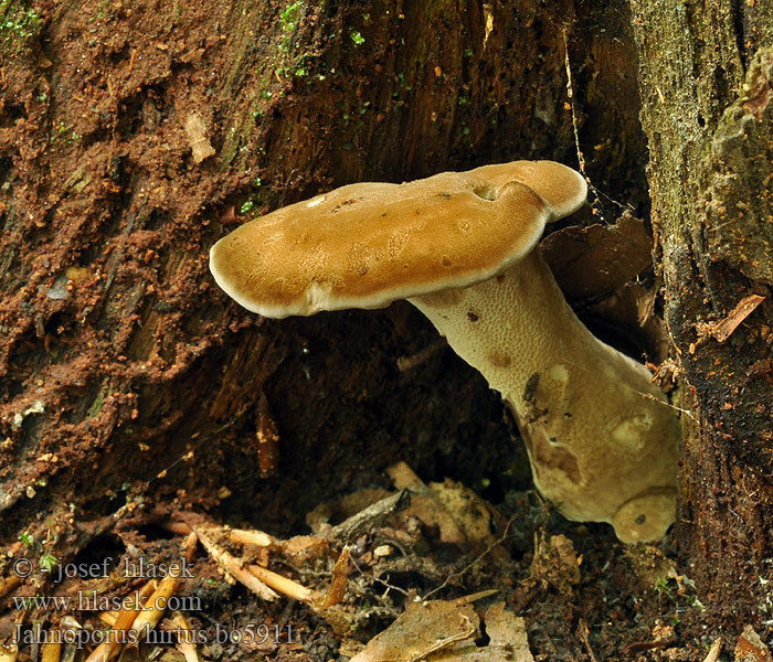 Jahnoporus hirtus Krásnoporka chlupatá Brauner Haarstielporling Polypore hérissé