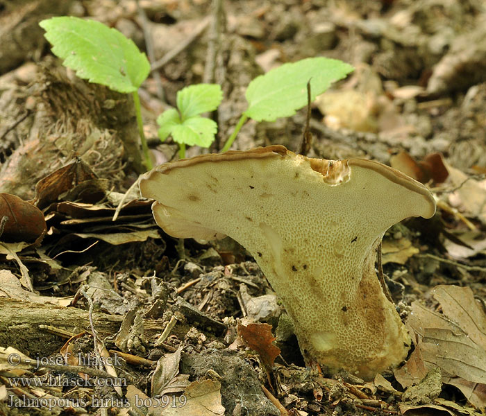 Jahnoporus hirtus Krásnoporka chlupatá Brauner Haarstielporling Polypore hérissé