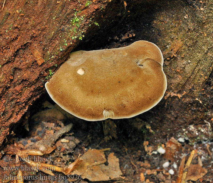 Jahnoporus hirtus Krásnoporka chlupatá Brauner Haarstielporling Polypore hérissé